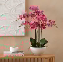 Phalaenopsis Wildberry 6 Stem Orchid