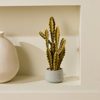Potted Green Cactus