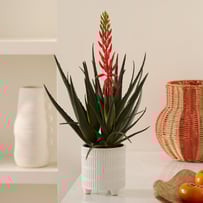 Aloe Coral & Green Potted Plant