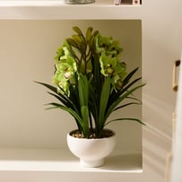 Green Orchid in Ceramic Vase