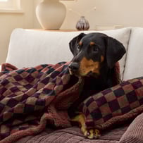 Maisy Chocolate Checkboard Pet Blanket