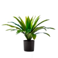 Bird Nest Fern 55cm Potted Plant