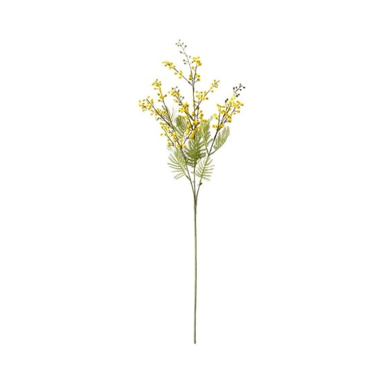 Native Yellow Wattle Stem