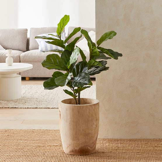 Fiddle Fig Potted Plant 190cm