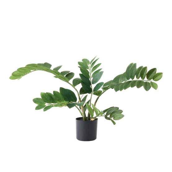 Potted Green Zanzibar Fern