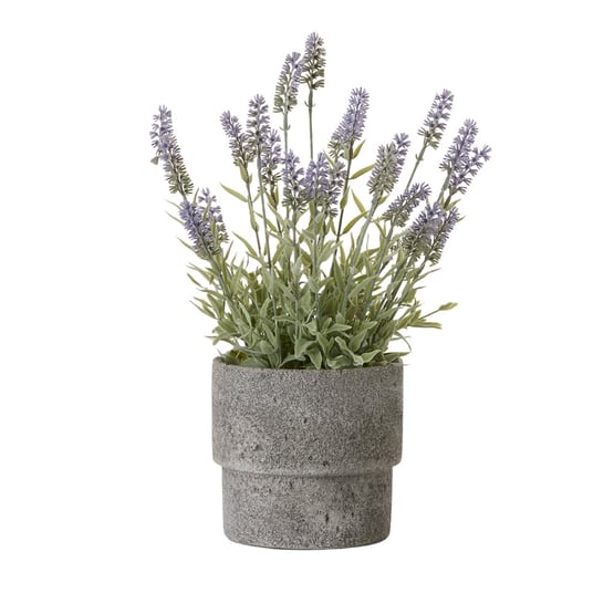 Green & Grey Potted Lavender