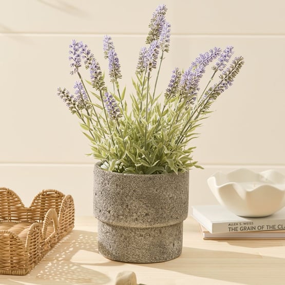 Green & Grey Potted Lavender