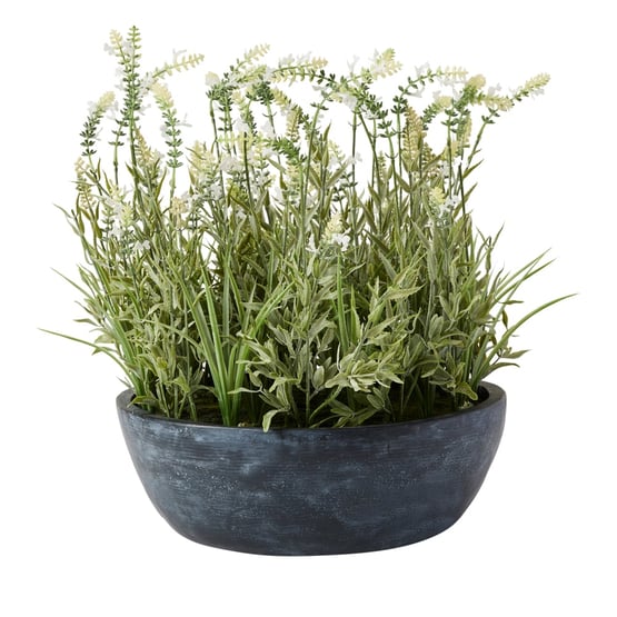 Potted Green Alba Lavender