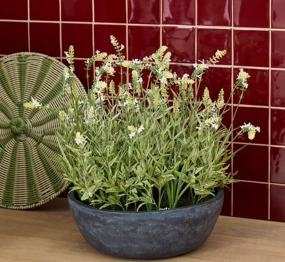 Potted Green Alba Lavender