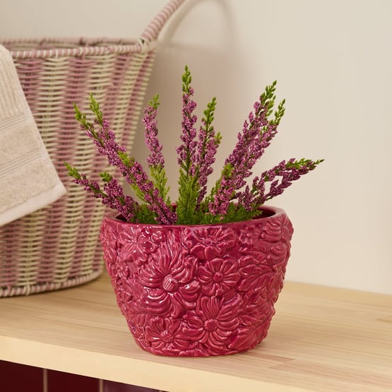 Red Potted Lavender