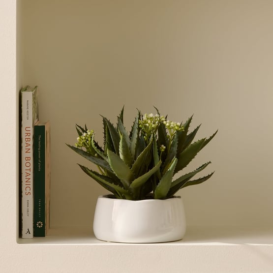 White & Green Aloe Flower In Ceramic Pot