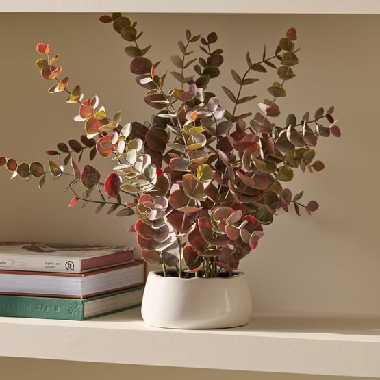 Eucalyptus In Ceramic Pot
