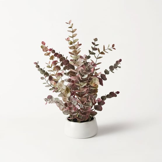 Eucalyptus In Ceramic Pot