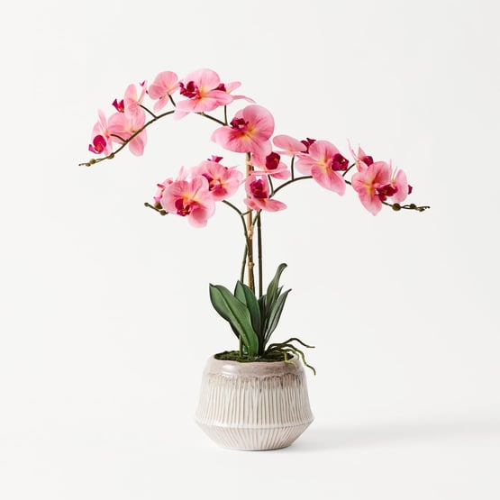 Pink Phalaenopsis 3 Stem in Ceramic Pot
