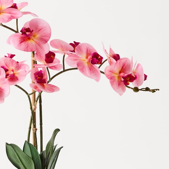 Pink Phalaenopsis 3 Stem in Ceramic Pot