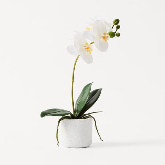 White Phalaenopsis 1 Stem in Ceramic Pot
