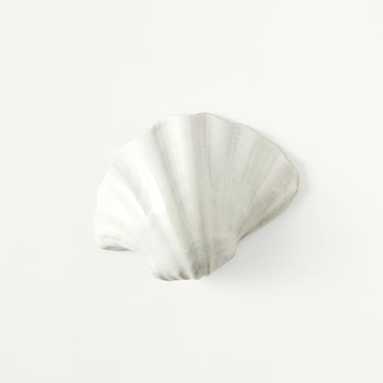 Marine White Clam Shell