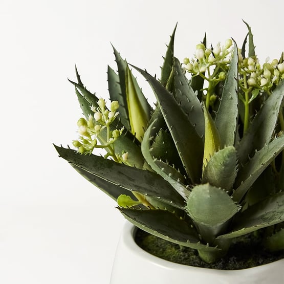 White & Green Aloe Flower In Ceramic Pot