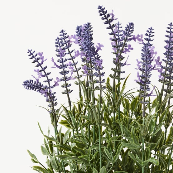 Purple Lavender Plant in Ceramic Bowl