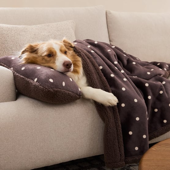 Maisy Chocolate Polka Dot Pet Blanket