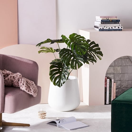 Monstera Potted Plant