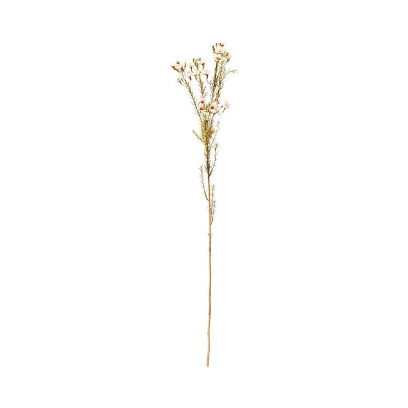 Native Stem Cream Budelia Spray