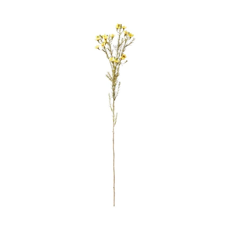 Native Yellow Budelia Spray Stem