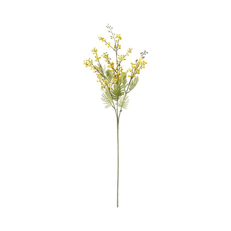 Native Yellow Wattle Stem
