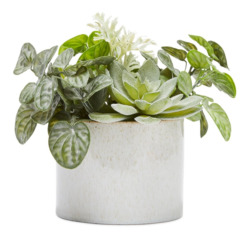 Lampang Succulent Green Garden