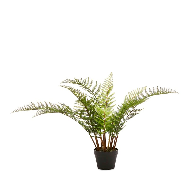 Belgrave Green Potted Plant