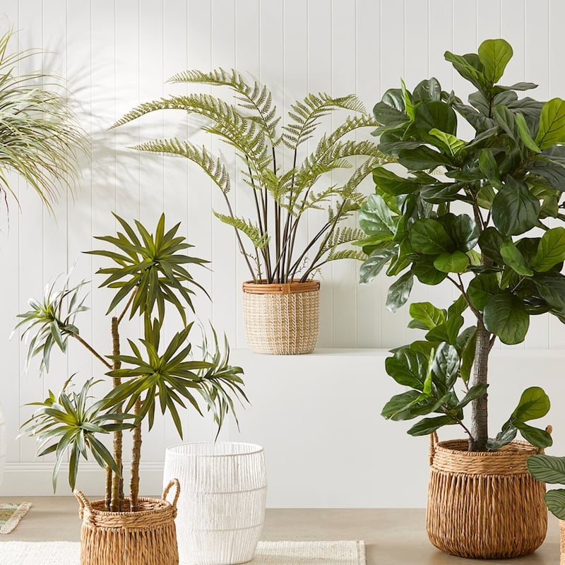 Belgrave Green Potted Plant