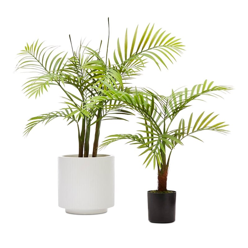 Bracken Green Potted Plants