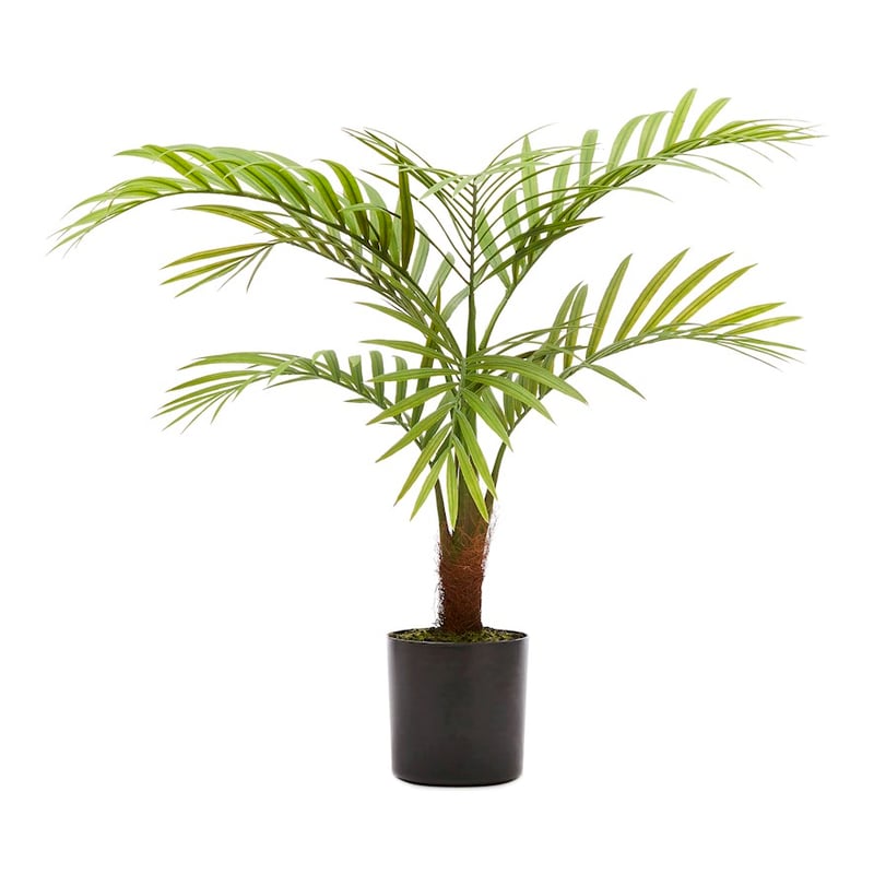 Bracken Green Potted Plants