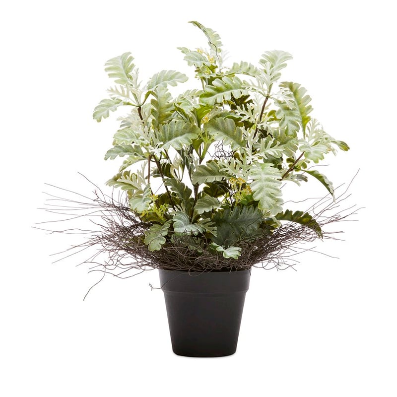 Potted Green Lambs Ear 48cm