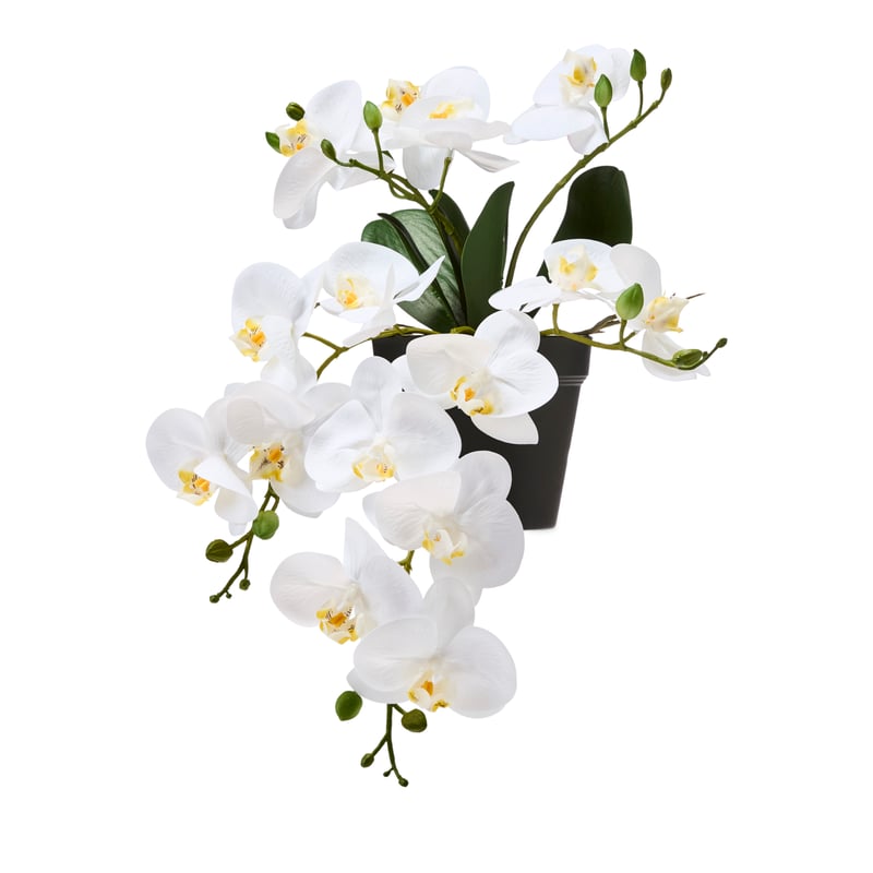 Potted White Hanging Orchid 6 Stem