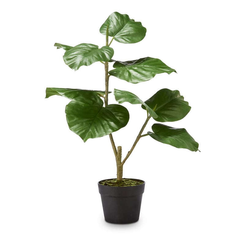 Potted 2 Stem Potted Ficus