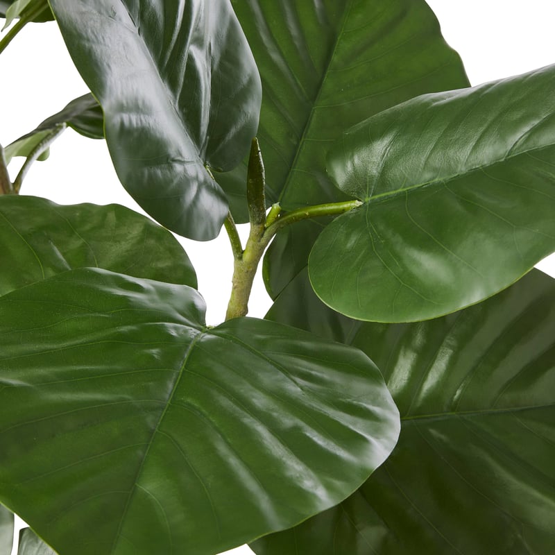 Potted 2 Stem Potted Ficus