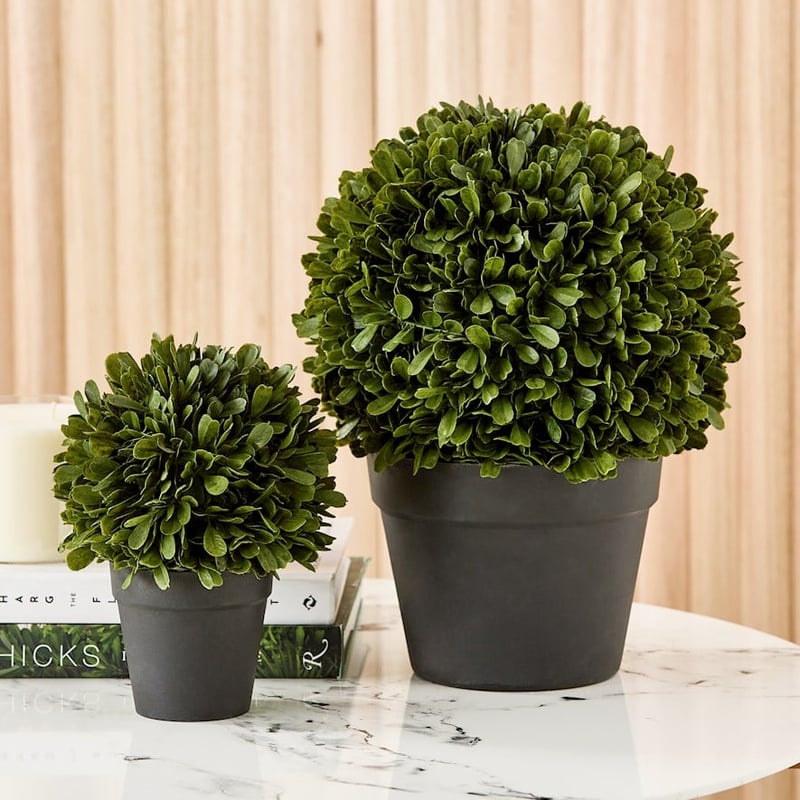 Potted Green Buxus Plant