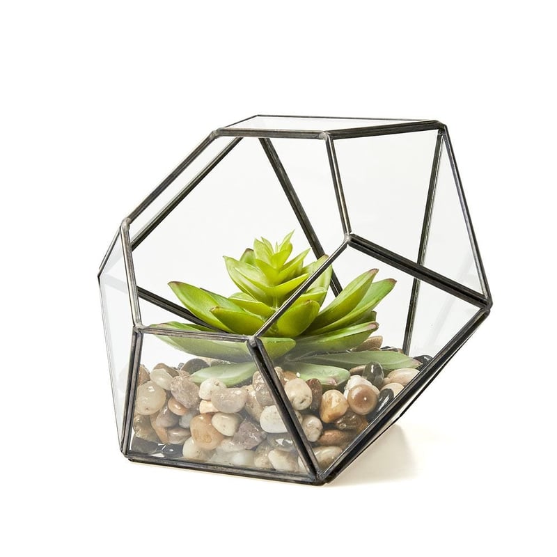 Laying Terrarium