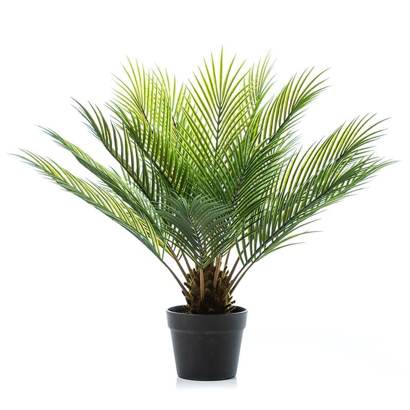Canning Plant Fern 