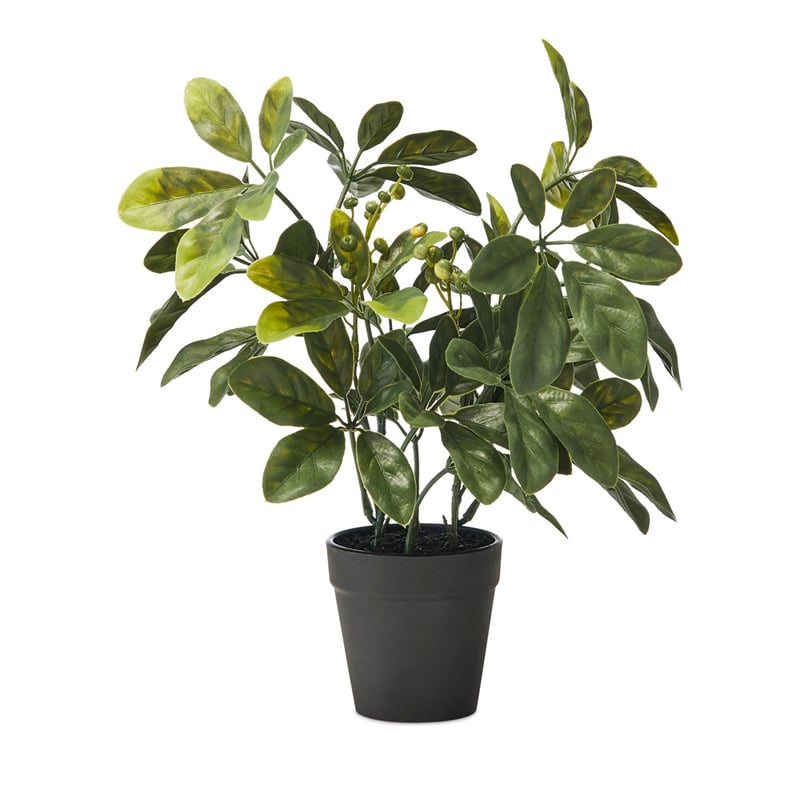 Umbrella Potted Fern 30cm