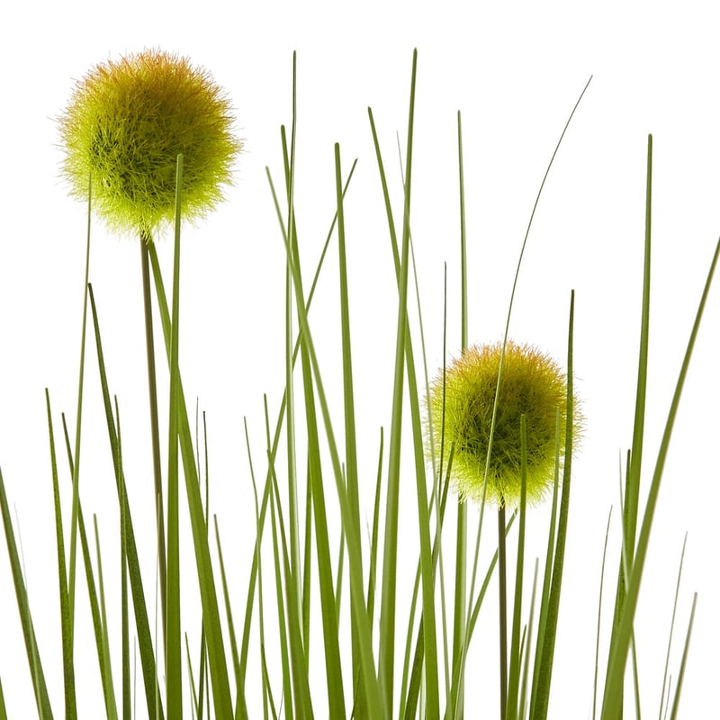 Summer Green Pom Pom Grass