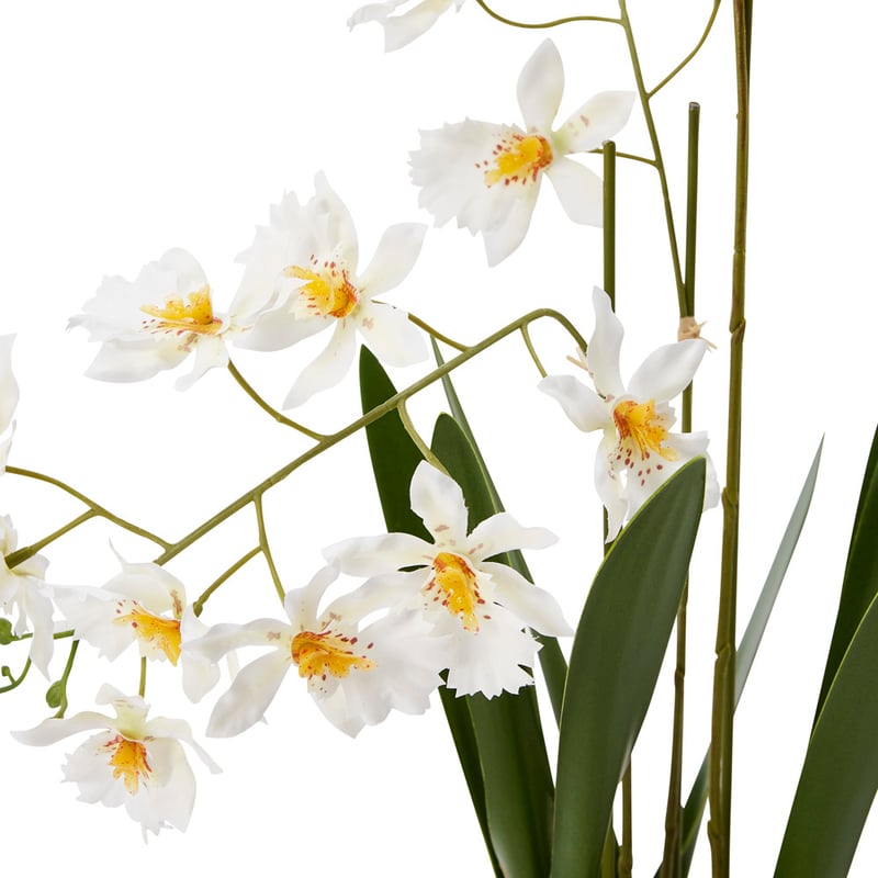Potted White Spider Orchid