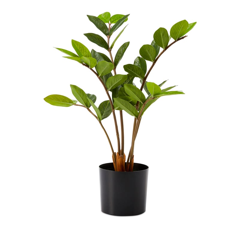 Potted Green Zanzibar