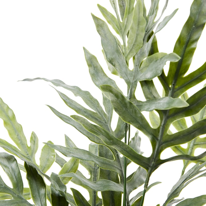 Silver & Green Potted Kangaroo Fern