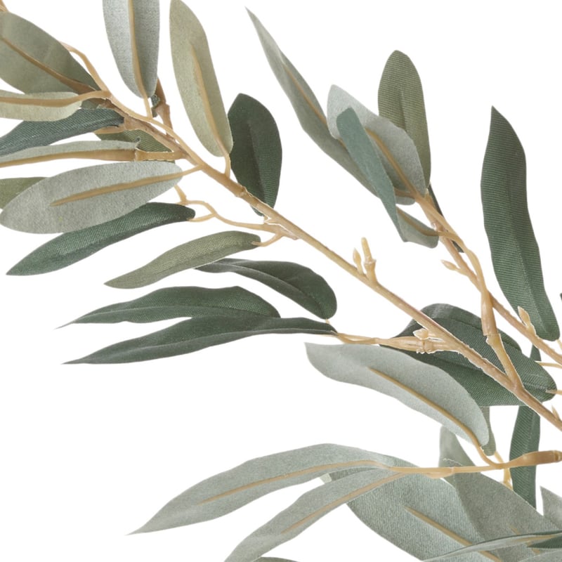 Green Olive Stem