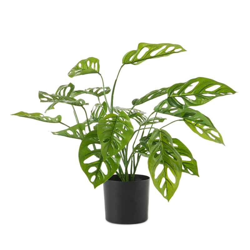 Green Cheese Monstera