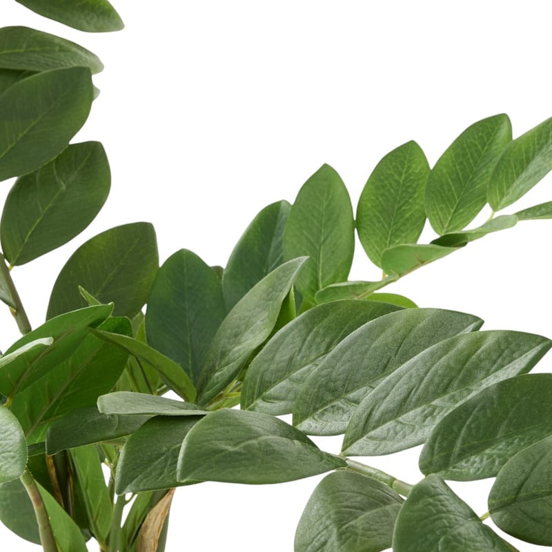 Potted Green Zanzibar Fern