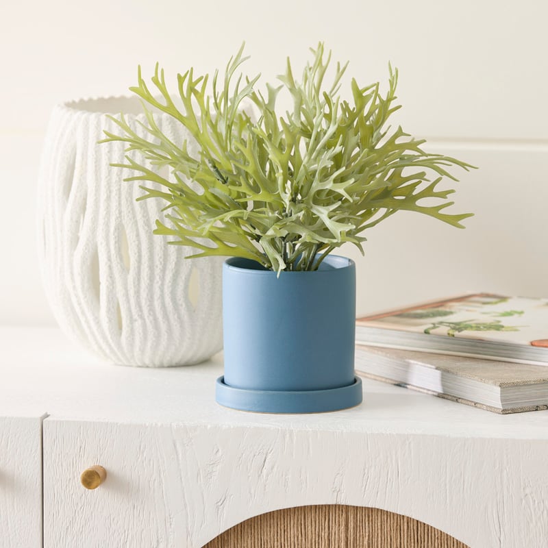 Silver Green & Blue Potted Staghorn