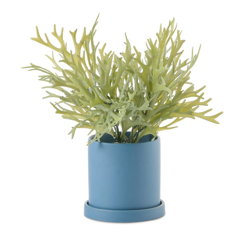 Silver Green & Blue Potted Staghorn